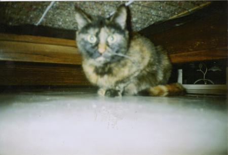 mimi